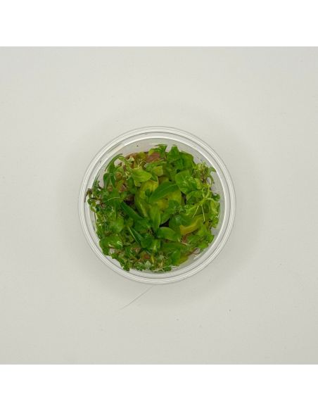 Staurogyne repens - In Vitro - Origine France