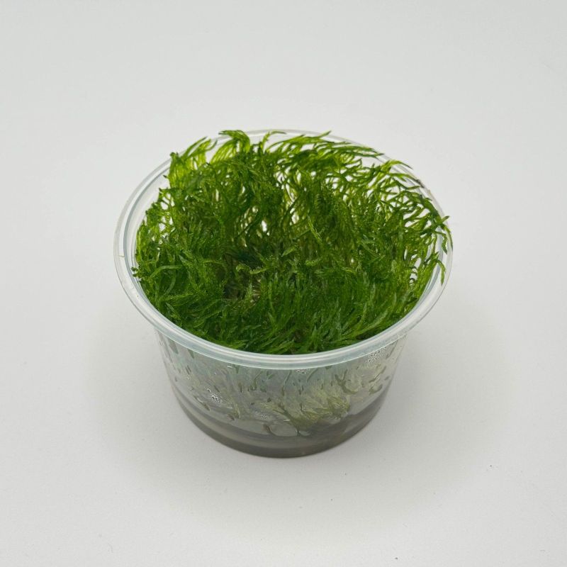 Taxiphyllum sp. "Spiky Moss" - In Vitro - Origine France