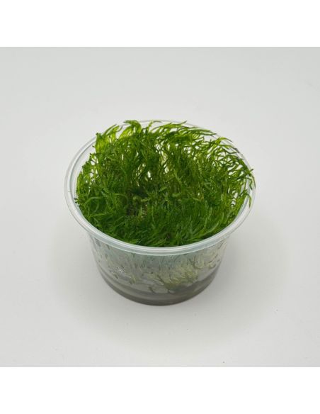 Taxiphyllum sp. "Spiky Moss" - In Vitro - Origine France