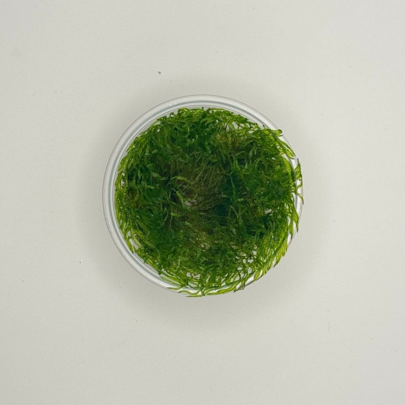 Taxiphyllum sp. "Spiky Moss" - In Vitro - Origine France