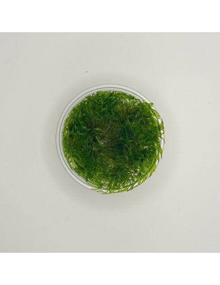 Taxiphyllum sp. "Spiky Moss" - In Vitro - Origine France