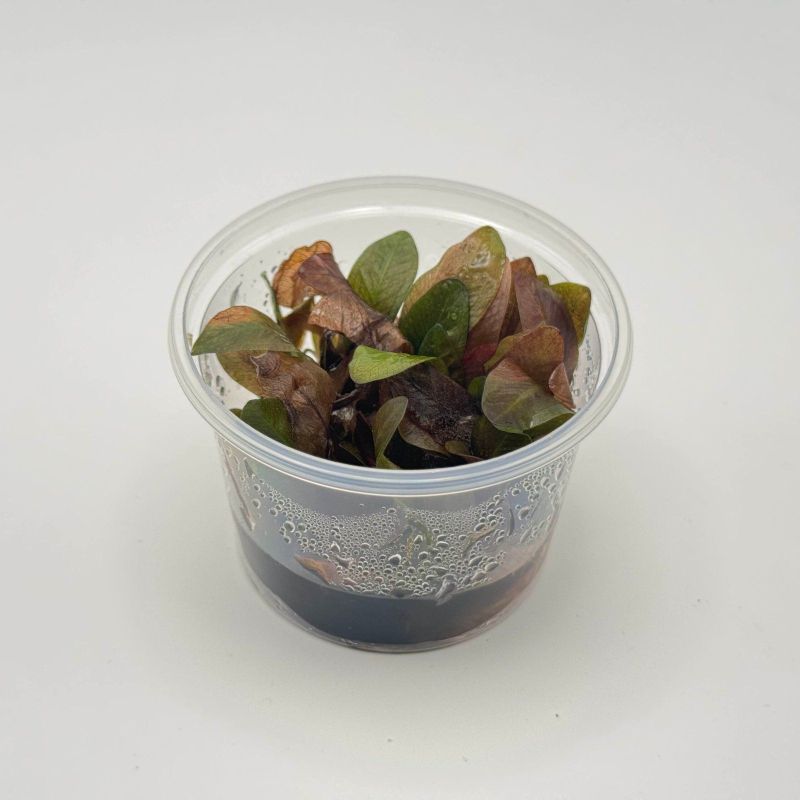 Echinodorus reni - In Vitro - Origine France