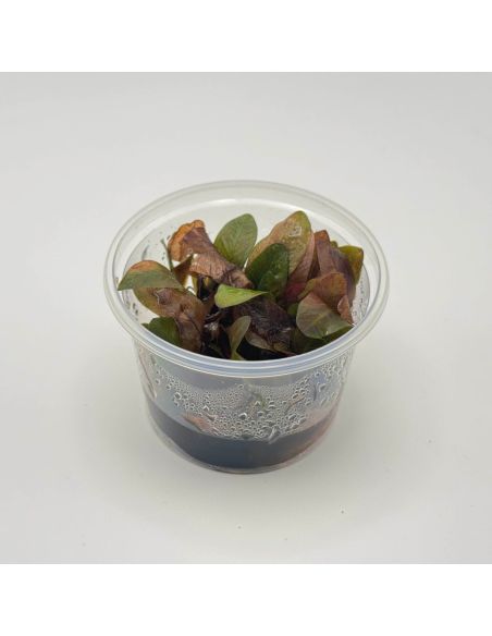 Echinodorus reni - In Vitro - Origine France