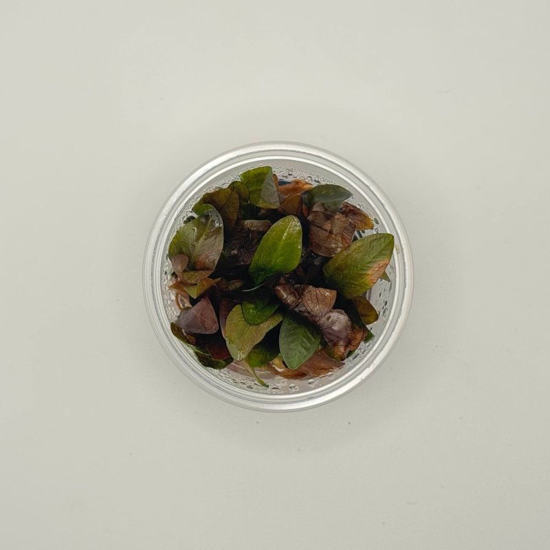 Echinodorus reni - In Vitro - Origine France