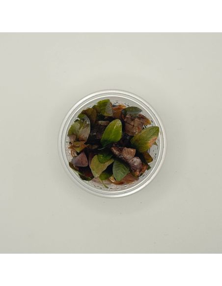 Echinodorus reni - In Vitro - Origine France