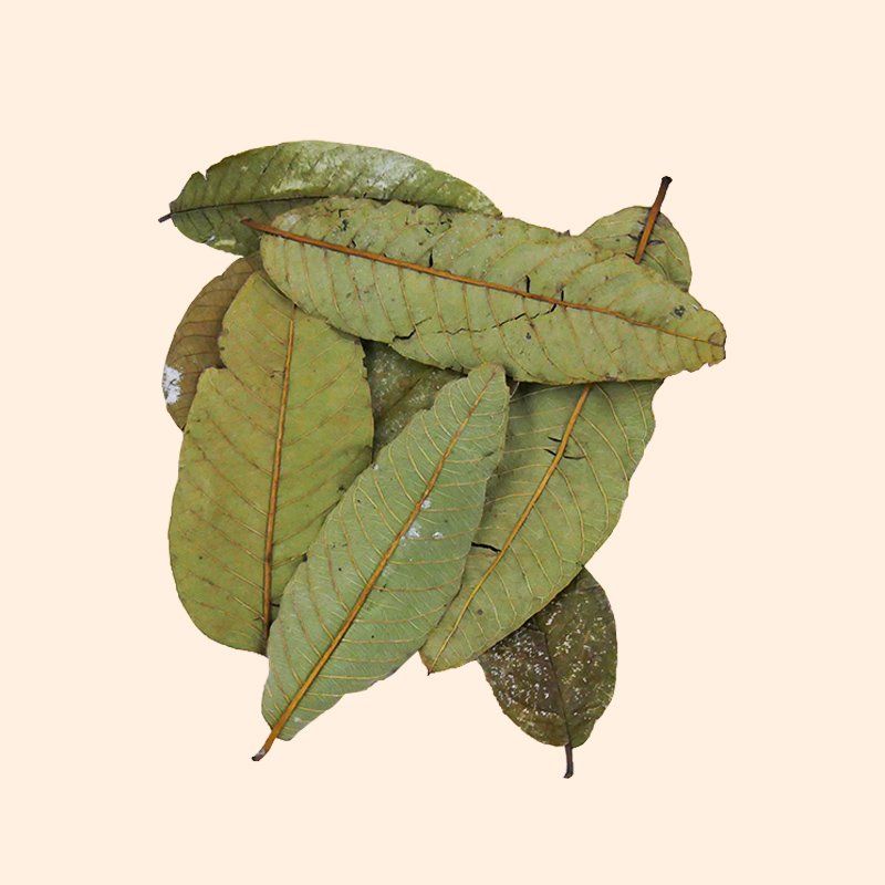 Feuilles de Goyave