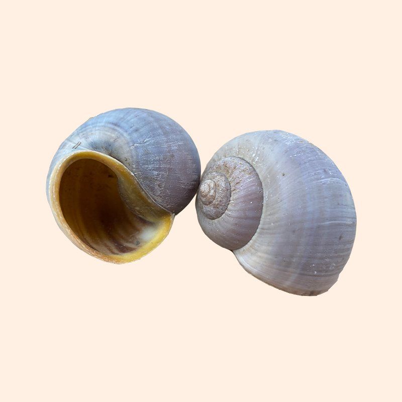 Coquilles Pila globosa