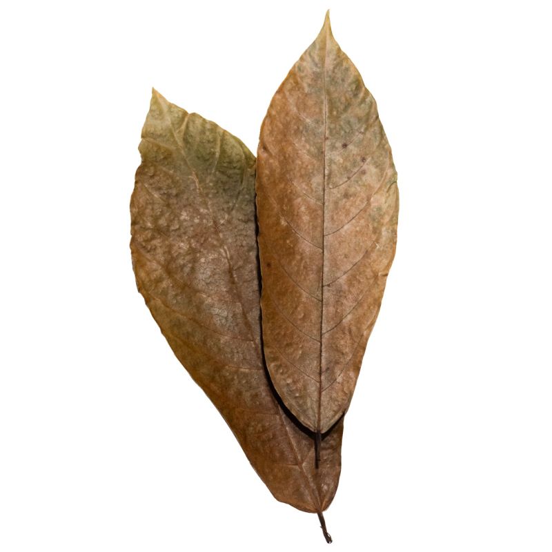 Feuilles de Cacaoyer