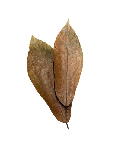 Feuilles de Cacaoyer