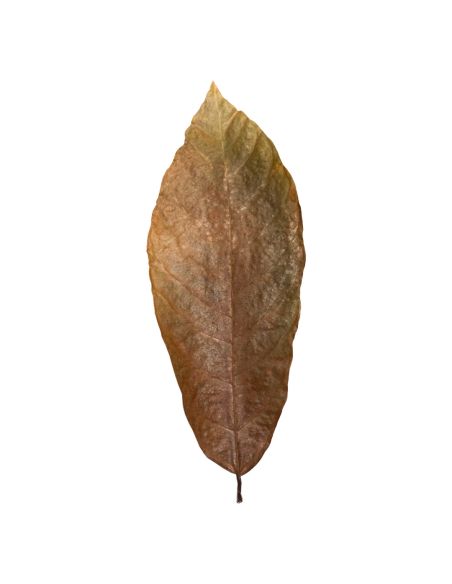 Feuilles de Cacaoyer