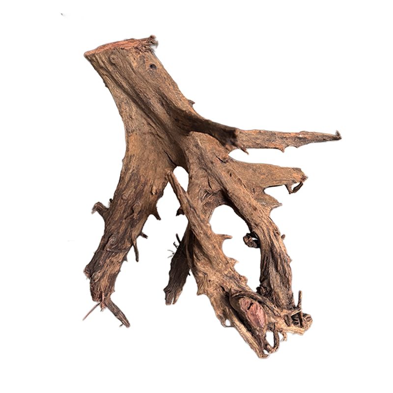 Racine de Mangrove 35-60cm