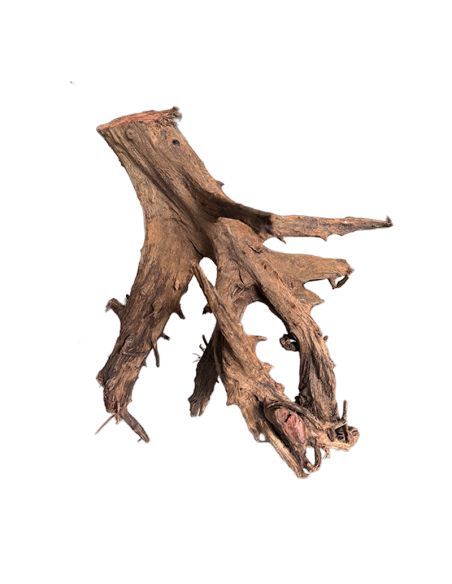 Racine de Mangrove 35-60cm