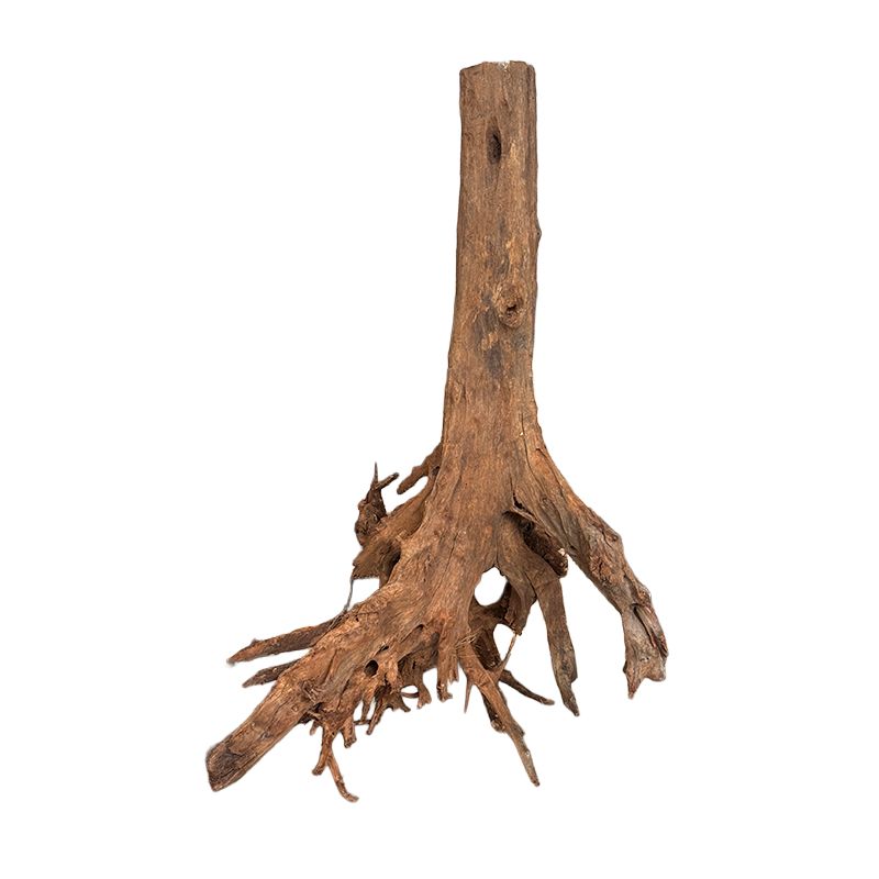 Racine de Mangrove XL 80-110cm