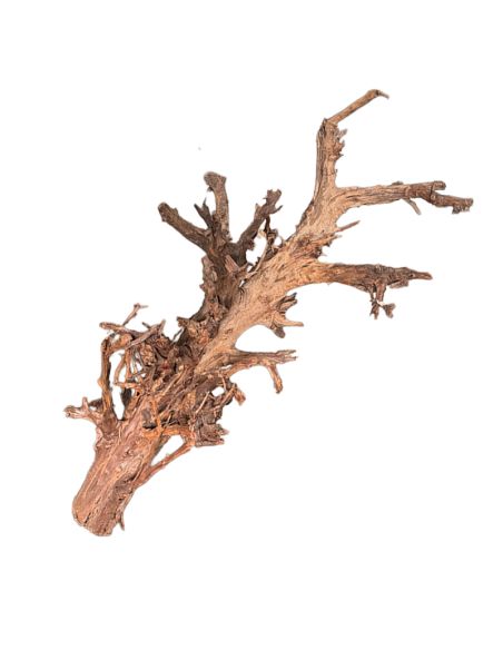 Racine de Mangrove XL 80-110cm