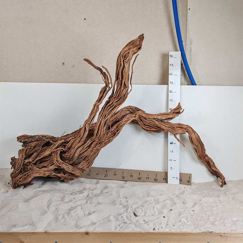 Racine Legno Wood XXL - 1