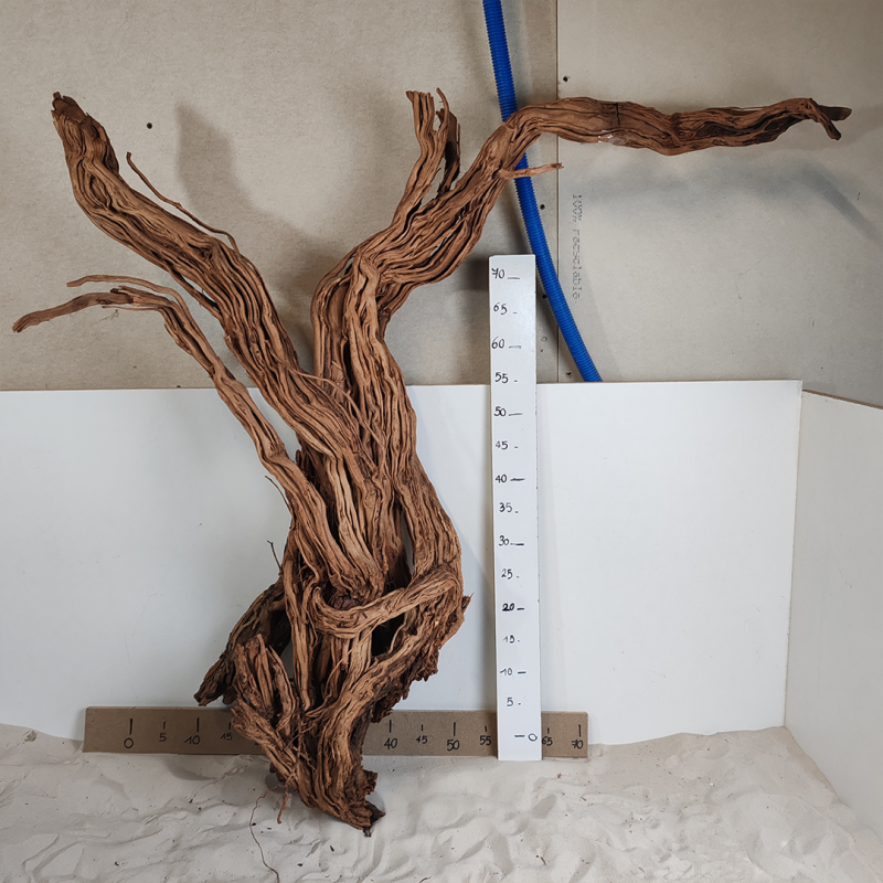 Racine Legno Wood XXL - 1