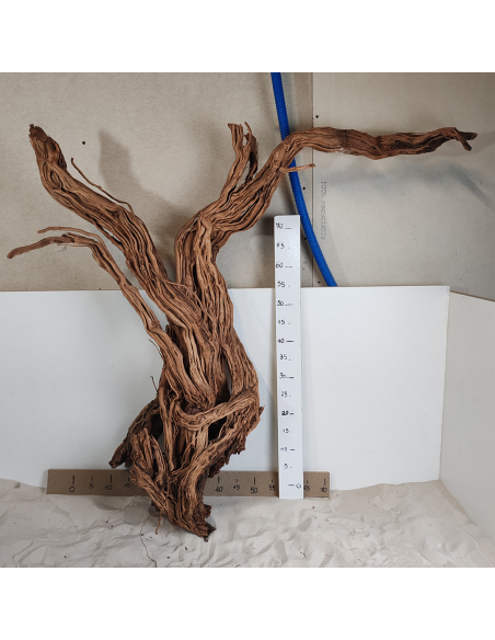 Racine Legno Wood XXL - 1