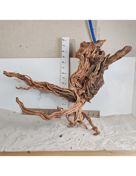 Racine Legno Wood XXL - 4