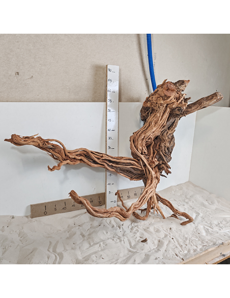 Racine Legno Wood XXL - 4