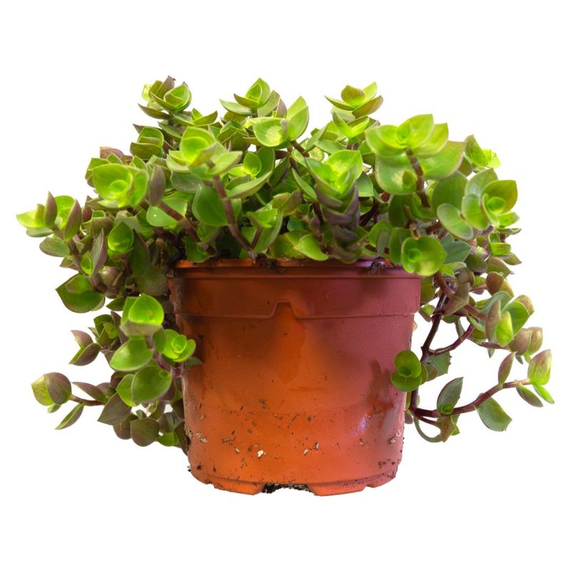 Callisia Repens CASS'CROC BIO pour Tortue - Origine France