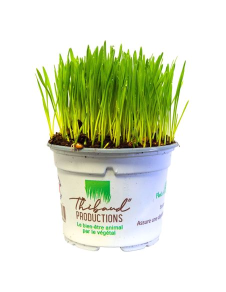 Herbe à Chats Bio pot de 10,5cm (planté, à faire pousser) - Origine France