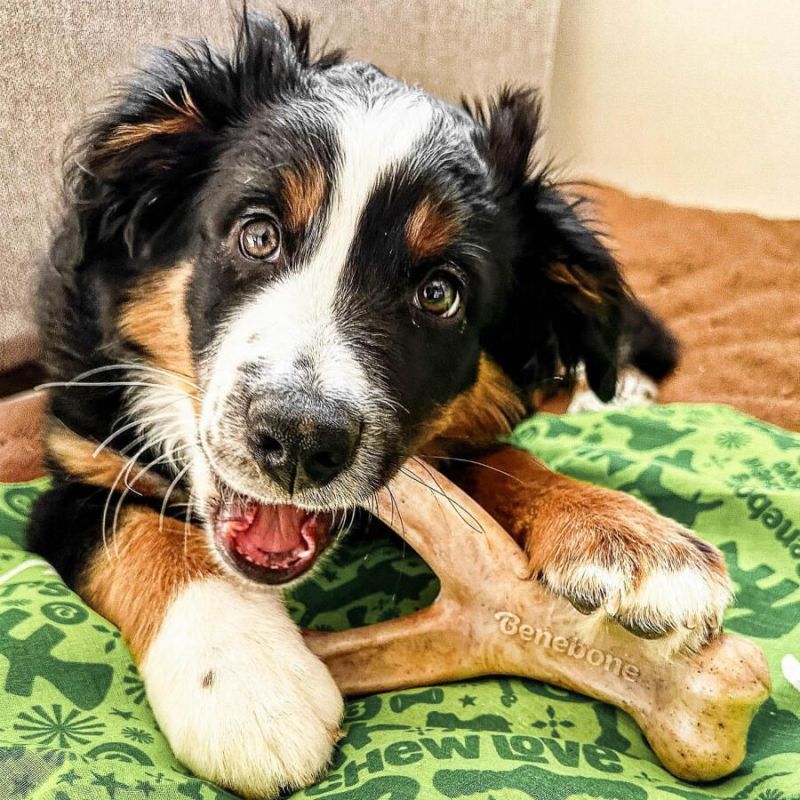 Os à Mâcher Goût Poulet 'Wishbone' - Benebone