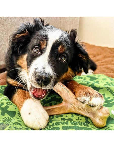 Os à Mâcher Goût Poulet 'Wishbone' - Benebone