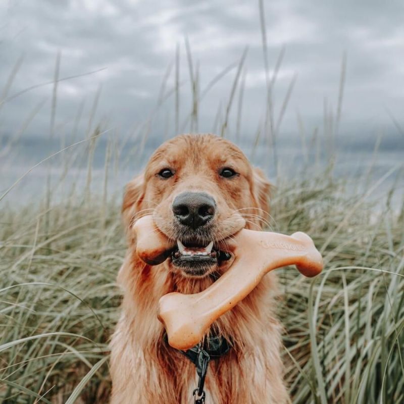Os à Mâcher Goût Poulet 'Wishbone' - Benebone