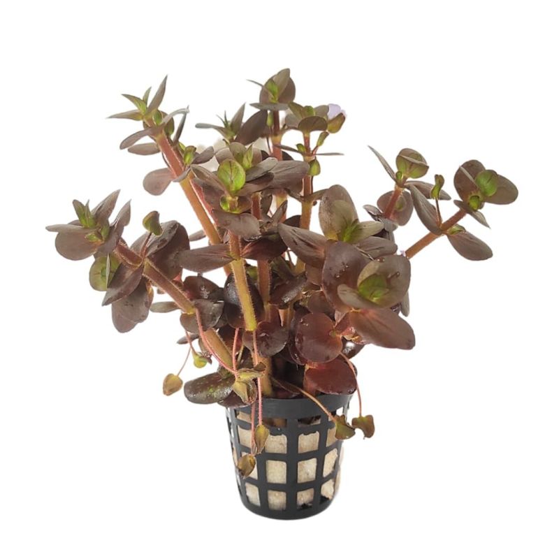 Bacopa salzmannii 'Purple' - Origine France