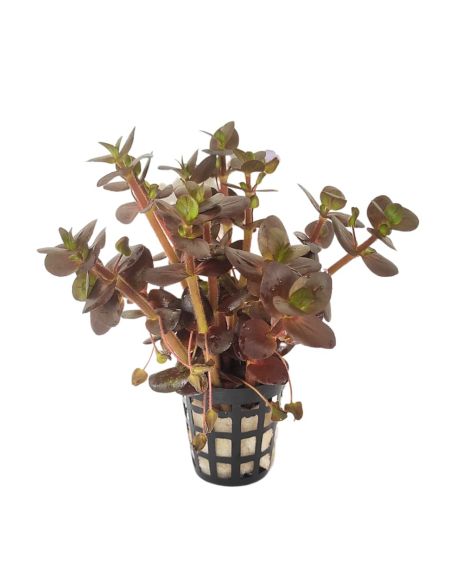 Bacopa salzmannii 'Purple' - Origine France