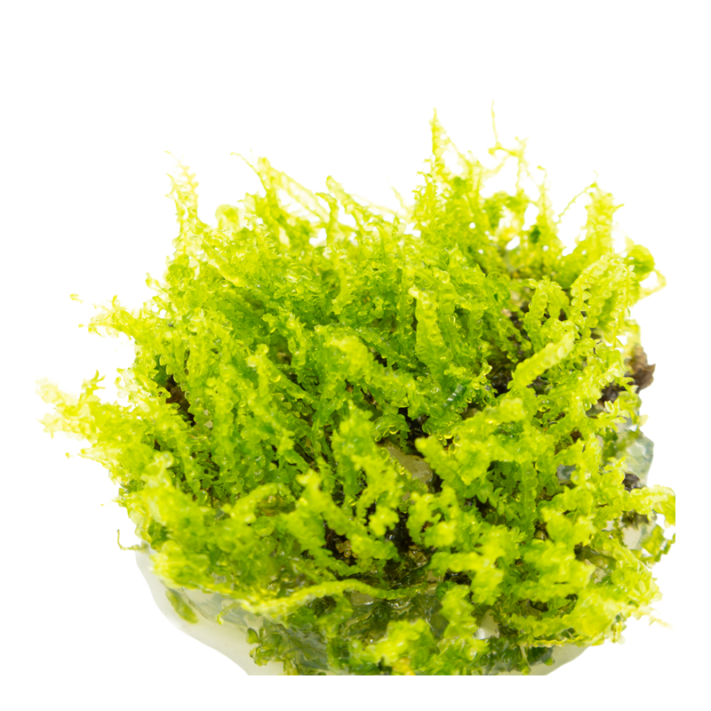 Microsorum pteropus 'Windeløv'- In Vitro - Tropica