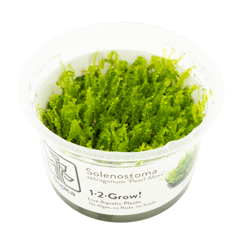 Microsorum pteropus 'Windeløv'- In Vitro - Tropica