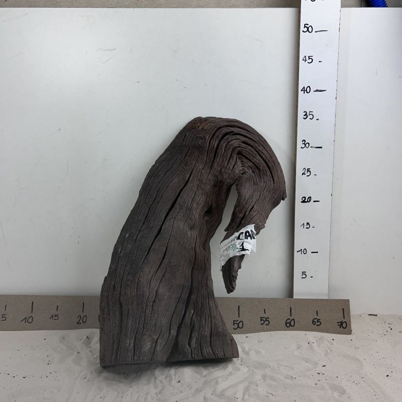River wood - 1