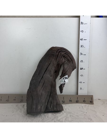 River wood - 1