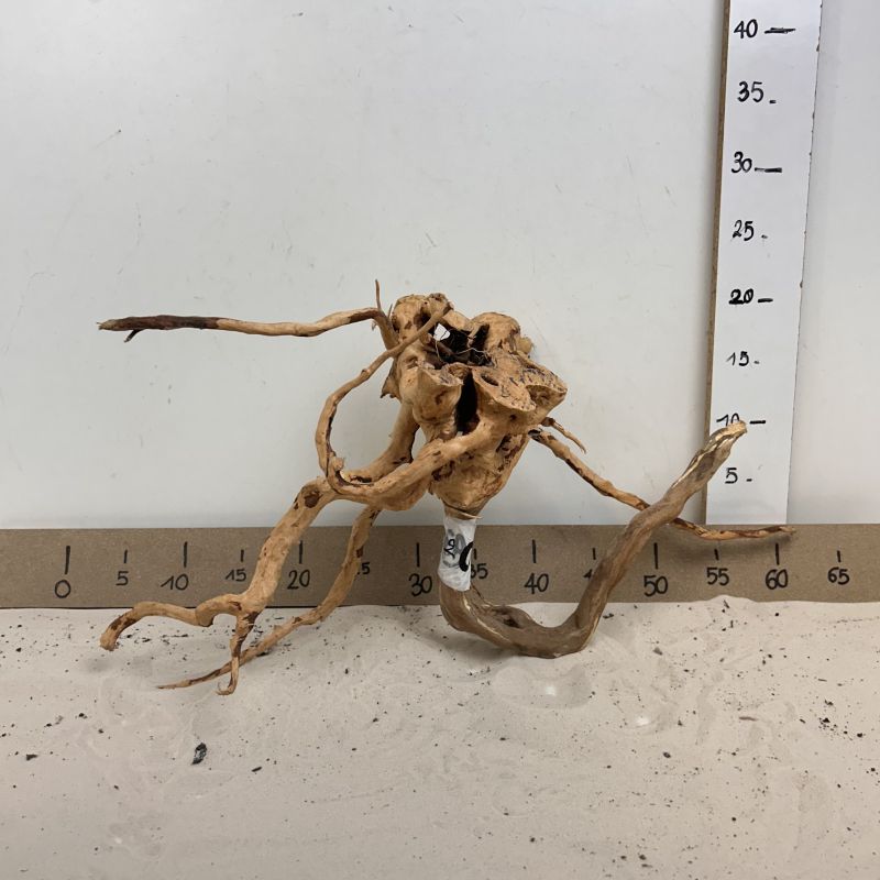 Spiderwood - 2
