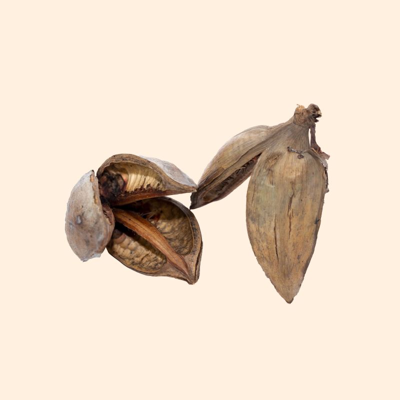 Fleur de Sororoca 9-14cm