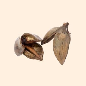 Fleur de Sororoca 9-14cm