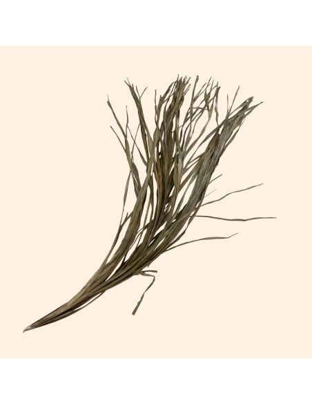 Feuilles de palmier
