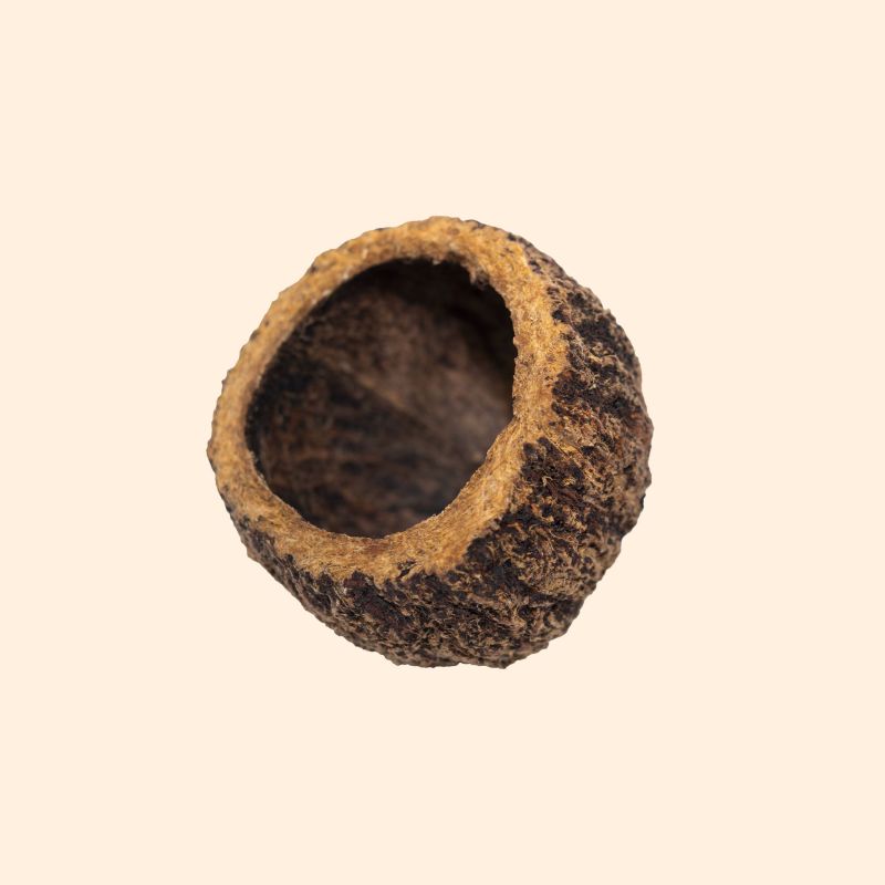 Ourico 8-10cm
