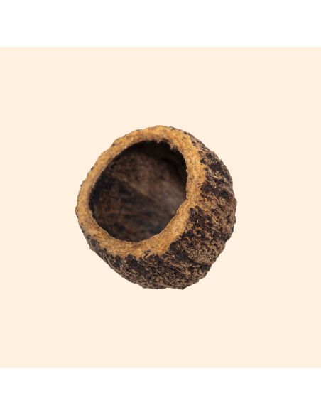 Ourico 8-10cm