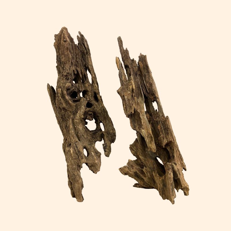 Dragon Wood XS 10-20cm