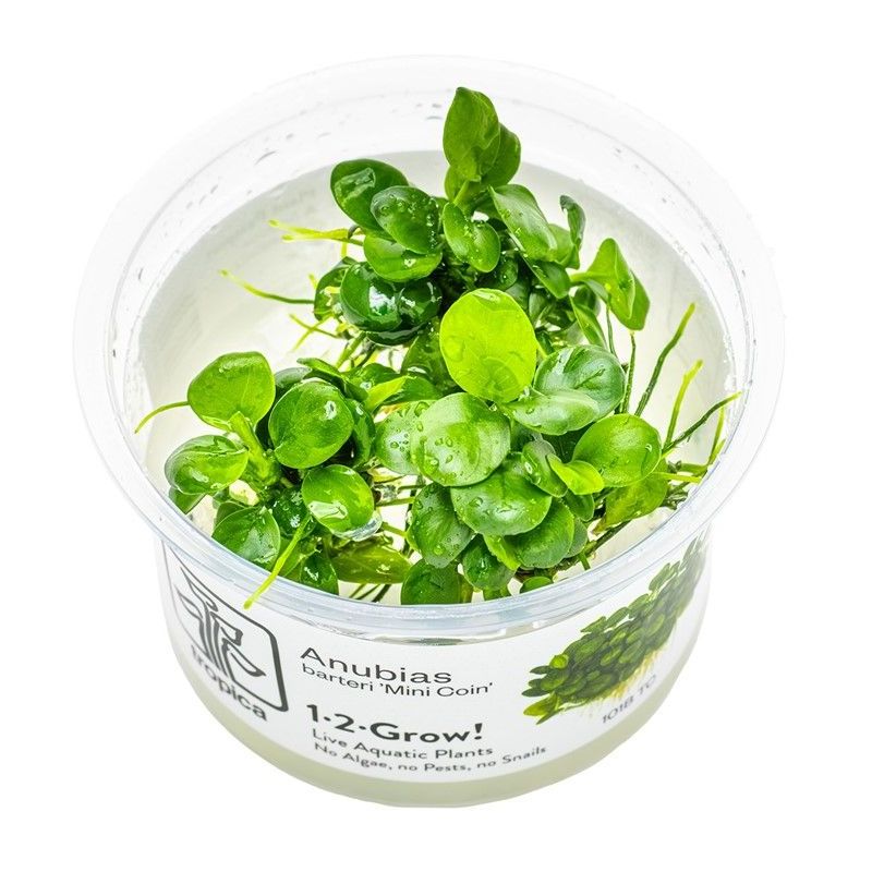 Anubias barteri 'Mini Coin'- In Vitro - Tropica