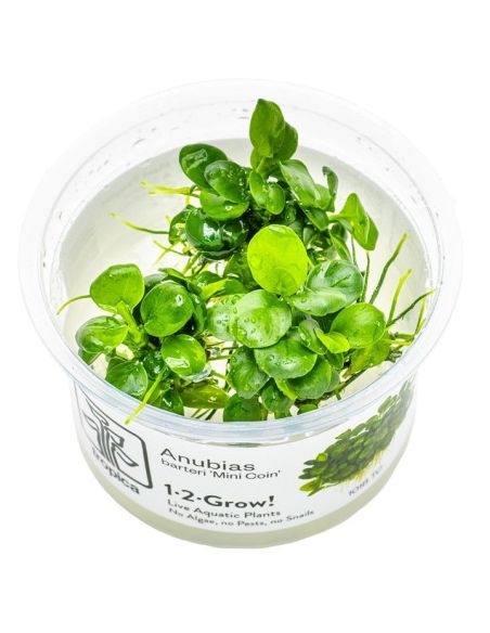 Anubias barteri 'Mini Coin'- In Vitro - Tropica