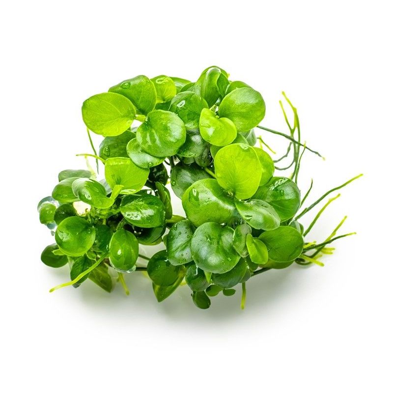 Anubias barteri 'Mini Coin'- In Vitro - Tropica