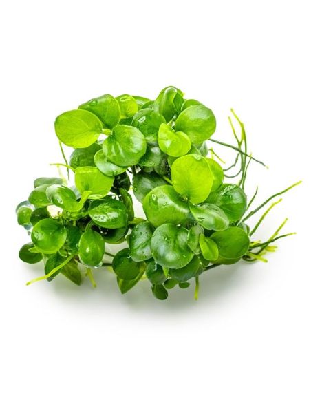 Anubias barteri 'Mini Coin'- In Vitro - Tropica
