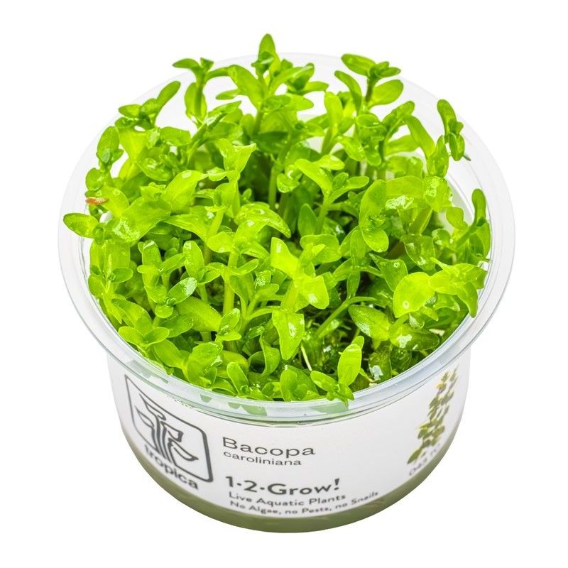 Bacopa caroliniana - In Vitro - Tropica