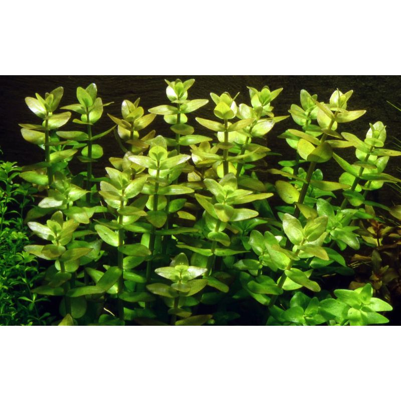 Bacopa caroliniana - In Vitro - Tropica