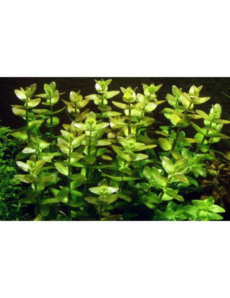 Bacopa caroliniana - In Vitro - Tropica