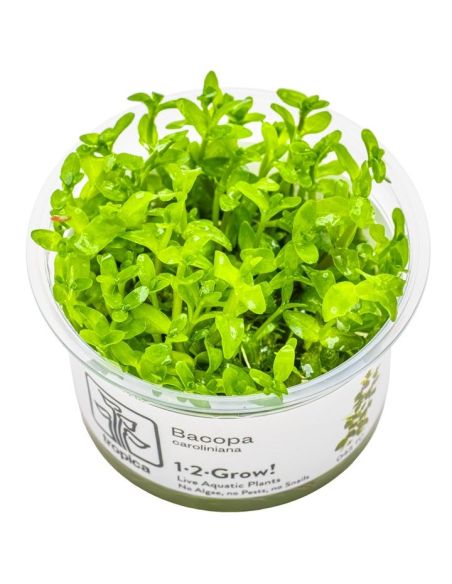 Blyxa japonica - In Vitro - Tropica