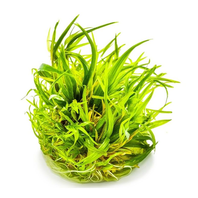 Blyxa japonica - In Vitro - Tropica